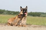 MALINOIS 372